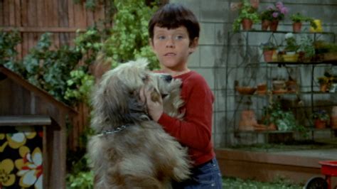 Watch The Brady Bunch Season 1 Episode 18 The Brady Bunch Tiger