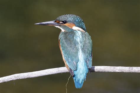 468 Bird Kingfisher Lakenheath Fen Roland Jeremy Ian Hornegold