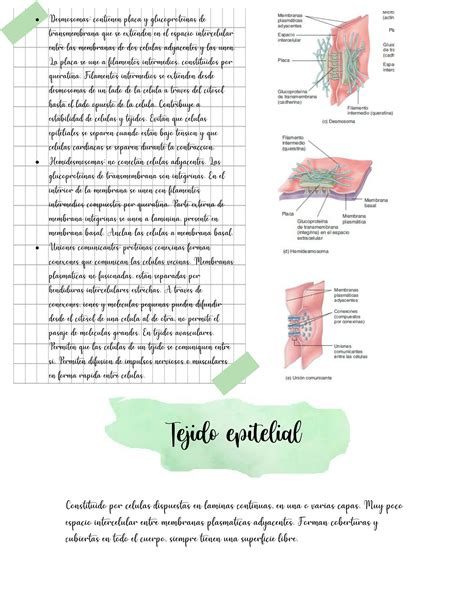 Solution Resumen Nivel Tisular De Organizaci N Studypool