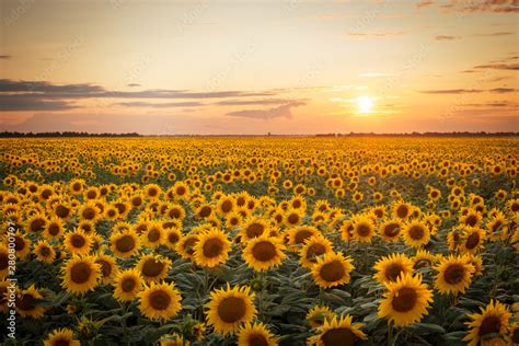 Beautiful sunset over big golden sunflower field in the countryside ...