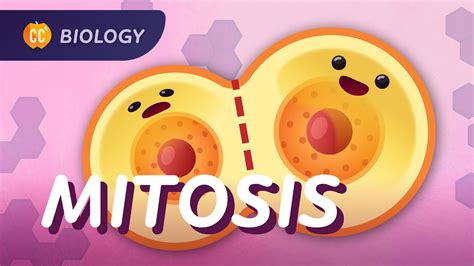 Mitosis And The Cell Cycle How Cells Clone Themselves Crash Course