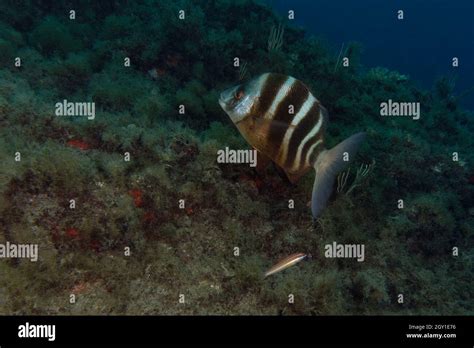 Zebra Sea Bream Diplodus Cervinus In Mediterranean Sea Stock Photo