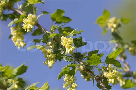 Sm Gullige Blomster I Naturen Stock Foto Colourbox