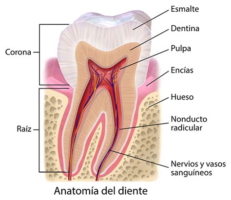 Evolución de los dientes | Ask An Anthropologist