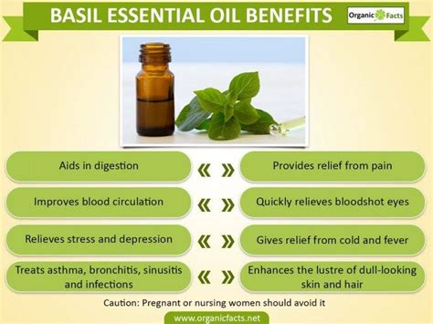 Properties Of Basil Essential Oil At Stacy Ito Blog