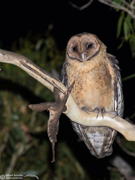 Masked Owl - Tyto novaehollandiae - Alfred Schulte