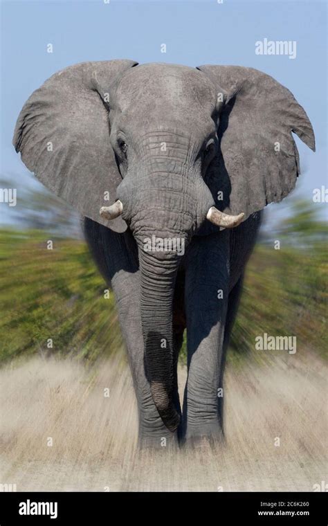 African Bull Elephant Charging Loxodonta Africana In The Savuti Region Of Northern Botswana