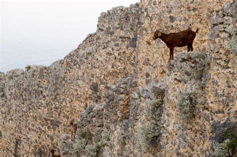 Mountain Goats On Sheer Cliffs Or Stone Walls Stock Image Image Of