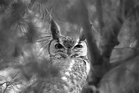 Sleepy Owl by NoWay2Go on DeviantArt