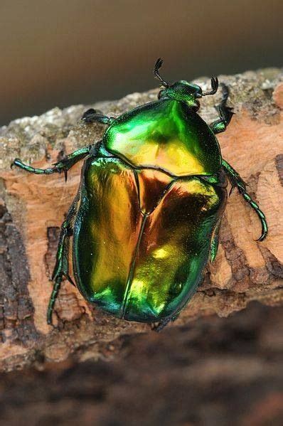 341 Best Images About Beautiful Beetles And Bugs On Pinterest Nymphs Ecuador And Macros