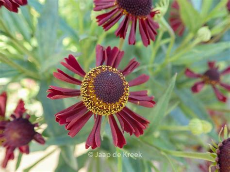 Helenium ‘ruby Tuesday Esveld Shop