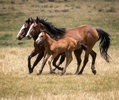 Wild horses | Wild horses, Beautiful horses, Pretty horses