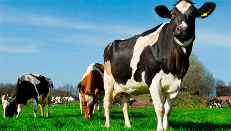 Descubre Cu L Es El Precio Real De Una Vaca En M Xico Y Aprende A