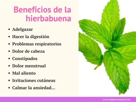 Propiedades y Beneficios de la Hierbabuena Increíbles