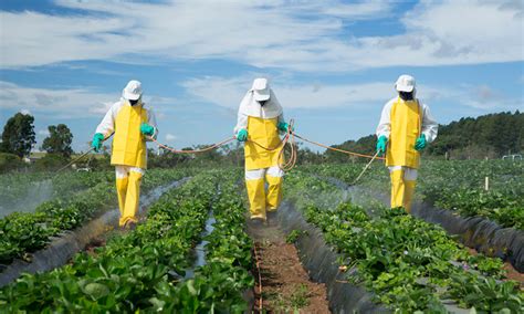 El Peligroso Uso De Plaguicidas Y Agroqu Micos Renovables Del Este