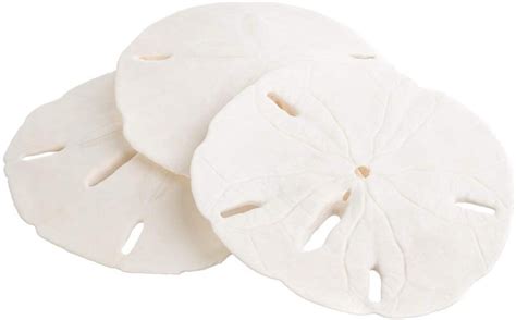 Sand Dollars Set Of 3 Real Sand Dollars 3 To 3 1 2 Sand Dollar Shells