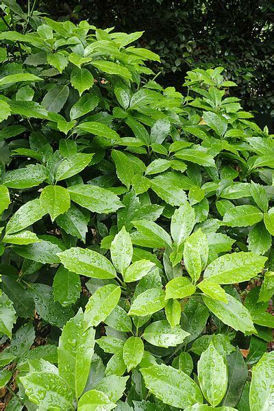 Aucuba Japonica Rozannie Riverside Garden Centre