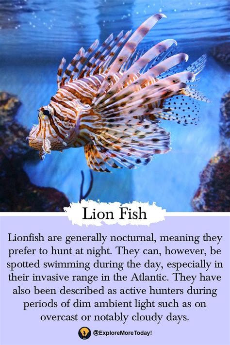 Lionfish Information