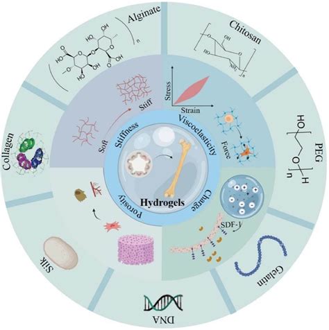 我院苏佳灿教授团队在材料学顶级期刊Journal of Materials Science Technology上发表了从生物学的角度