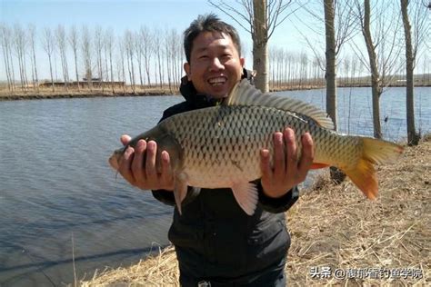 春天釣鯉魚用什麼樣的魚餌？4個字概括春天釣鯉魚餌的特點 每日頭條