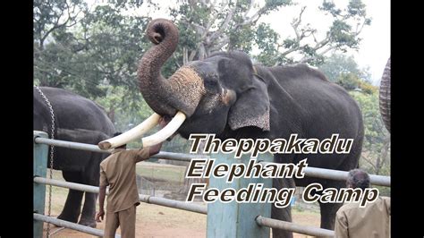 Watch Elephant Feeding From Close Range Theppakadu Elephant Camp In