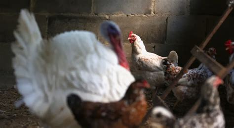 Gripe aviária Agricultura confirma mais dois casos em aves silvestres