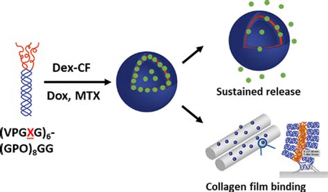 Controlled Release Of Drugs From Extracellular Matrix Derived Peptide