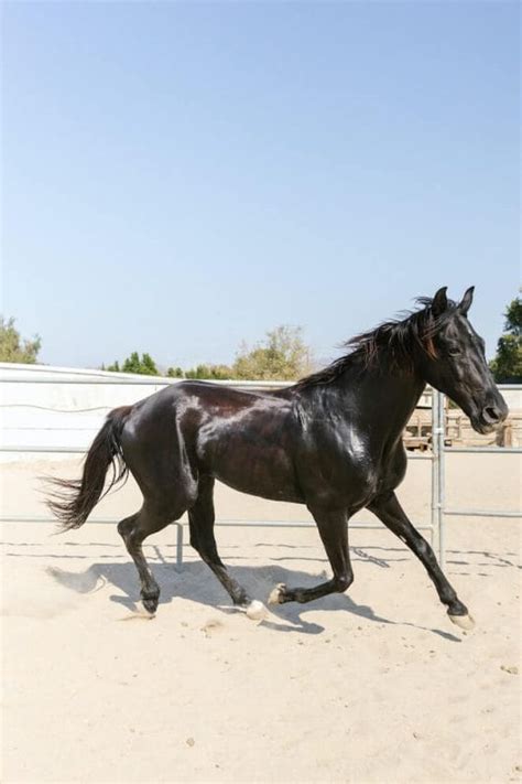 10 Black Horse Breeds: Stunning Black Beauties Of The World