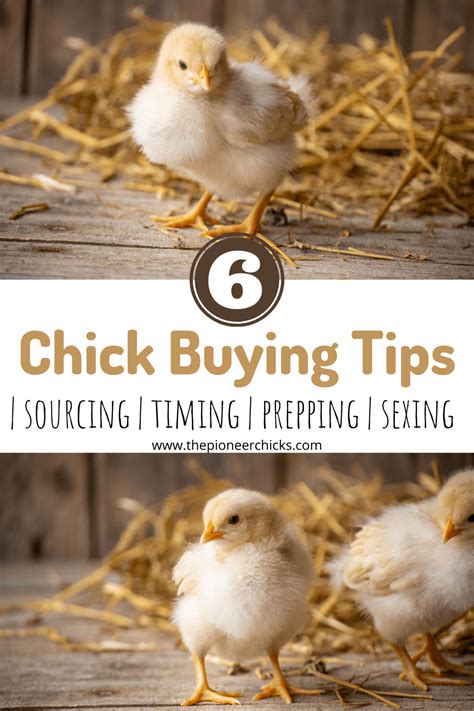 6 Tips For Buying Chicks Homestead Edition The Pioneer Chicks