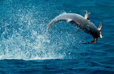 Watch This Bird-Eating Giant Trevally in Action | Outdoor Life