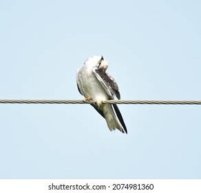 Blackwinged Kite Elanus Caeruleus Known Blackshouldered Stock Photo