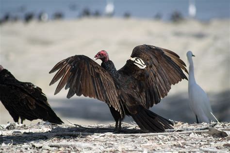 Wing Tags On Turkey Vultures — Bloom Biological Inc
