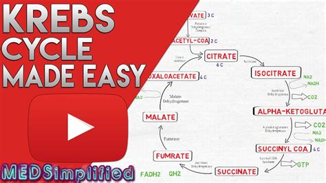 Simplified Krebs Cycle Diagram