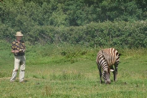 Research reveals why the zebra got its stripes