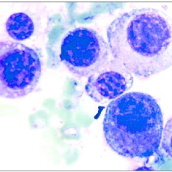 -Main microscopic characteristics of mast cell tumors according to ...
