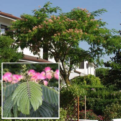 Arbre Soie Albizia Julibrissin Ombrella Boubri Arbres Tiges