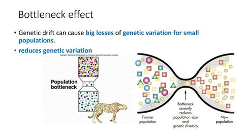 Bottleneck Effect