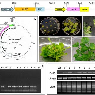 Agrobacterium Mediated N Benthamiana Transformation And Molecular