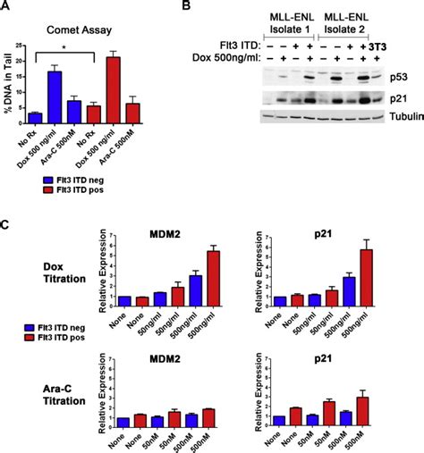 Flt3 ITD Alters Chemotherapy Response In Vitro And In Vivo In A P53