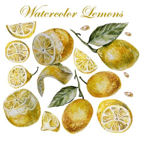 premium vector watercolor lemon isolation   white background