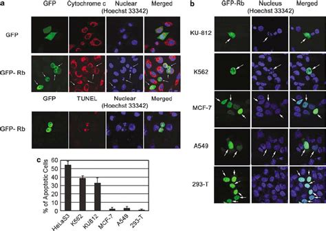 Induction Of Apoptosis By Ectopic Expression Of Rb A GFP Or