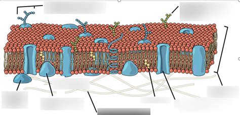 Cell Membrane Diagram Quizlet