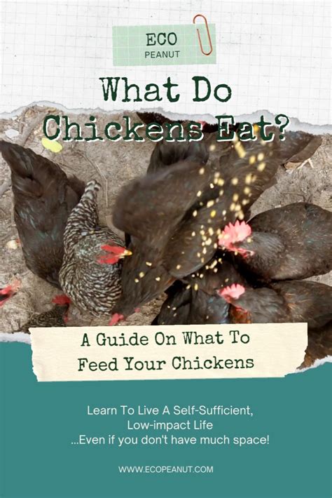 Best Chicken Feed 7 Organic Brands For Laying Hens Reviewed Artofit