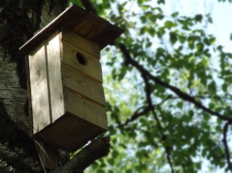 birdhouse  stock photo freeimages