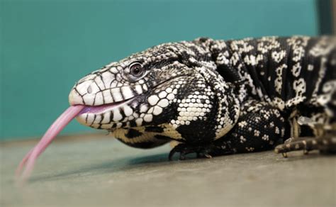 Black And White Tegu Lizard Facts Habitat Diet Pictures