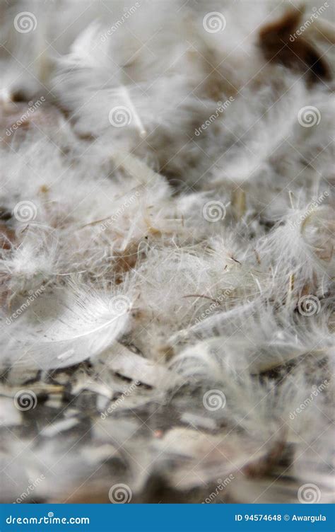 Pile Of Feathers Stock Photo Image Of Delicacy Detail 94574648