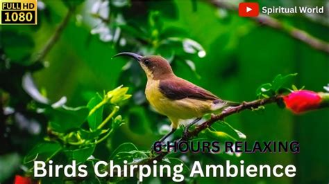 Forest Birdsong Nature Sounds Relaxing Bird Sounds For Sleeping Calming