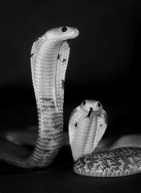 A B S I N T H I U S Serpente Papel De Parede De Cobra Cobras