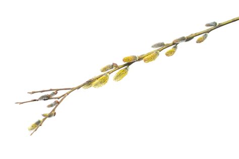 Premium Photo Willow Twigs Isolated On White Background Spring