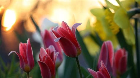 Depth Of Field Photography Of Red Petaled Flowers HD Wallpaper